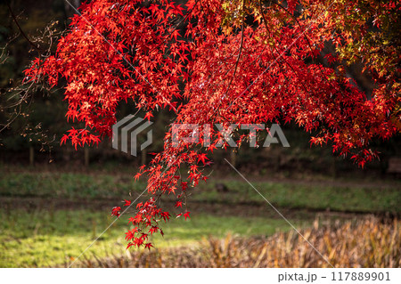 木々の葉も色ずき、冷たい風を肌に感じ、赤く黄色く眼を楽しませてくれる秋 木々の葉も色ずき、冷たい風を肌に感じ、赤く黄色く眼を楽しませてくれる秋 117889901