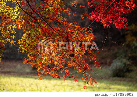 木々の葉も色ずき、冷たい風を肌に感じ、赤く黄色く眼を楽しませてくれる秋 117889902