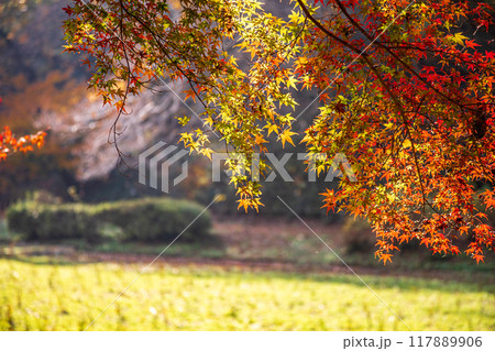 木々の葉も色ずき、冷たい風を肌に感じ、赤く黄色く眼を楽しませてくれる秋 木々の葉も色ずき、冷たい風を肌に感じ、赤く黄色く眼を楽しませてくれる秋 117889906