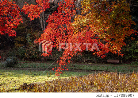 木々の葉も色ずき、冷たい風を肌に感じ、赤く黄色く眼を楽しませてくれる秋 117889907