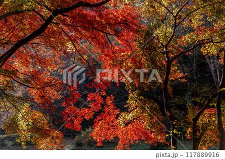 木々の葉も色ずき、冷たい風を肌に感じ、赤く黄色く眼を楽しませてくれる秋 117889916