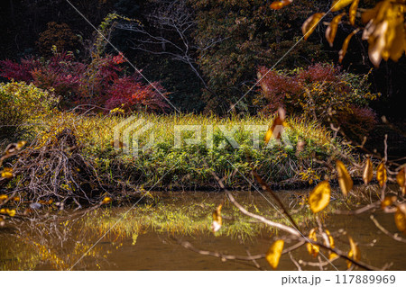 木々の葉も色ずき、冷たい風を肌に感じ、赤く黄色く眼を楽しませてくれる秋 117889969