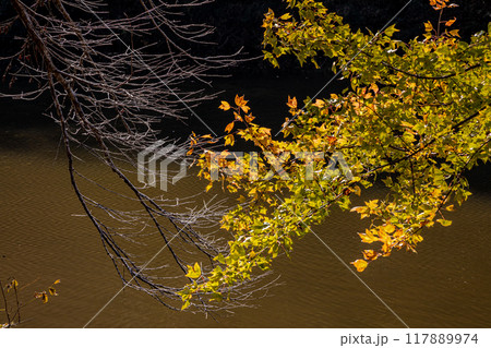 木々の葉も色ずき、冷たい風を肌に感じ、赤く黄色く眼を楽しませてくれる秋 木々の葉も色ずき、冷たい風を肌に感じ、赤く黄色く眼を楽しませてくれる秋 117889974