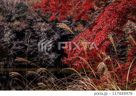 木々の葉も色ずき、冷たい風を肌に感じ、赤く黄色く眼を楽しませてくれる秋 117889976