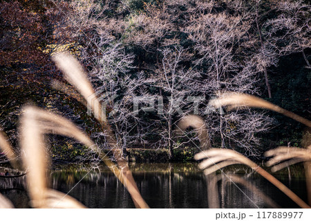 木々の葉も色ずき、冷たい風を肌に感じ、赤く黄色く眼を楽しませてくれる秋 木々の葉も色ずき、冷たい風を肌に感じ、赤く黄色く眼を楽しませてくれる秋 117889977