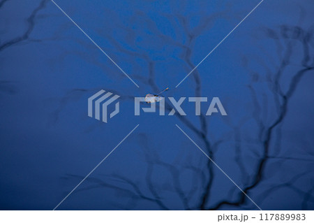 木々の葉も色ずき、冷たい風を肌に感じ、赤く黄色く眼を楽しませてくれる秋 117889983