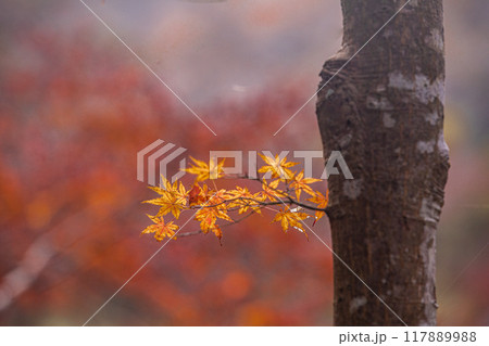 木々の葉も色ずき、冷たい風を肌に感じ、赤く黄色く眼を楽しませてくれる秋 117889988