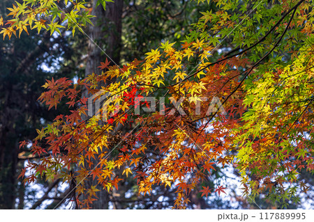 木々の葉も色ずき、冷たい風を肌に感じ、赤く黄色く眼を楽しませてくれる秋 117889995