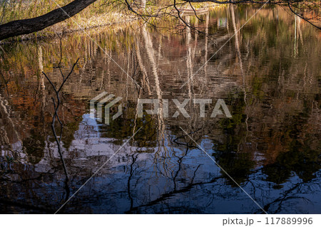 木々の葉も色ずき、冷たい風を肌に感じ、赤く黄色く眼を楽しませてくれる秋 117889996