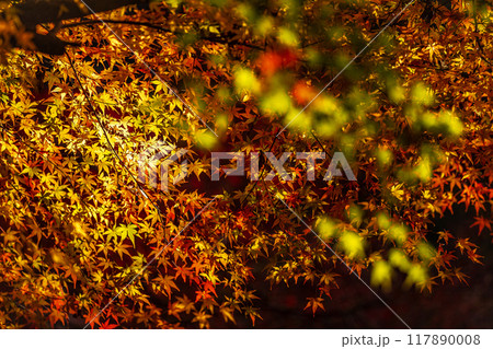 木々の葉も色ずき、冷たい風を肌に感じ、赤く黄色く眼を楽しませてくれる秋 木々の葉も色ずき、冷たい風を肌に感じ、赤く黄色く眼を楽しませてくれる秋 117890008
