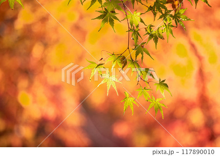 木々の葉も色ずき、冷たい風を肌に感じ、赤く黄色く眼を楽しませてくれる秋 木々の葉も色ずき、冷たい風を肌に感じ、赤く黄色く眼を楽しませてくれる秋 117890010