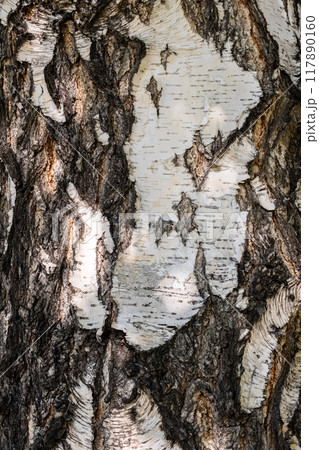 Close up of tree bark showing intricate textures and contrasting colors. Close up of tree bark showing intricate textures and contrasting colors. 117890160