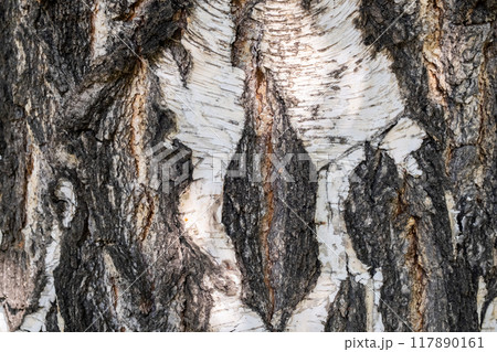 Close up of tree bark showing intricate textures and contrasting colors. Close up of tree bark showing intricate textures and contrasting colors. 117890161