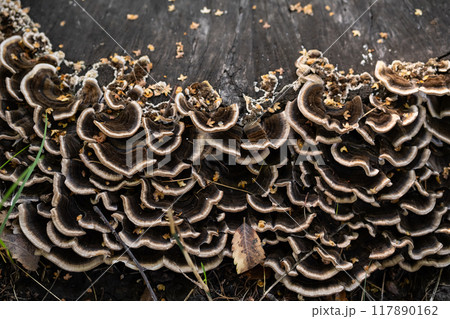 Close up of layered brown fungi on tree trunk in nature. Close up of layered brown fungi on tree trunk in nature. 117890162