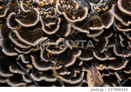 Close up of layered brown fungi on tree trunk in nature. Close up of layered brown fungi on tree trunk in nature. 117890163