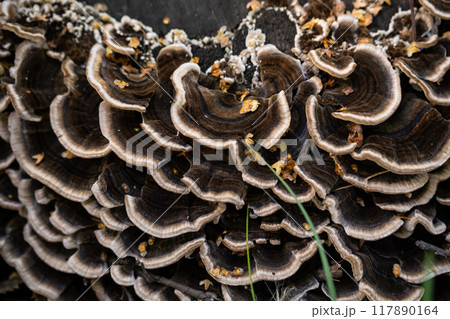 Close up of layered brown fungi on tree trunk in nature. Close up of layered brown fungi on tree trunk in nature. 117890164