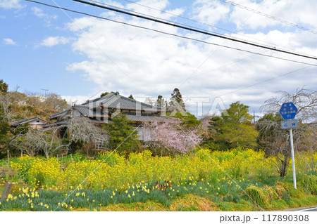 千葉・房総の菜の花 千葉・房総の菜の花 117890308