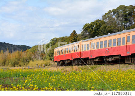 千葉・房総の菜の花 117890313
