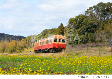 千葉・房総の菜の花 千葉・房総の菜の花 117890315