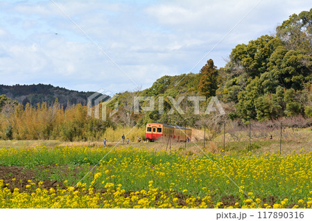 千葉・房総の菜の花 117890316