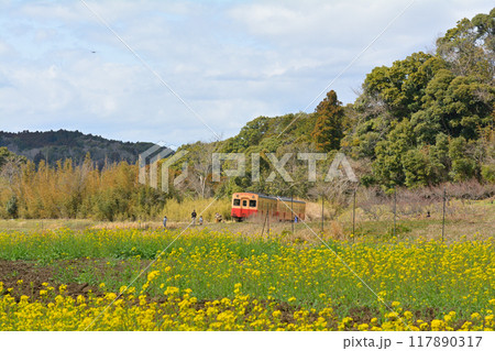 千葉・房総の菜の花 千葉・房総の菜の花 117890317