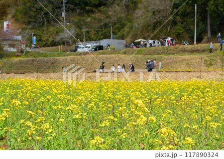 千葉・房総の菜の花 117890324