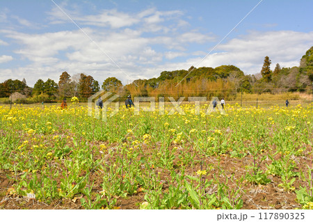 千葉・房総の菜の花 117890325