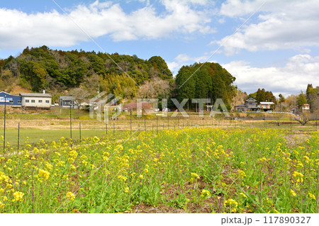 千葉・房総の菜の花 117890327
