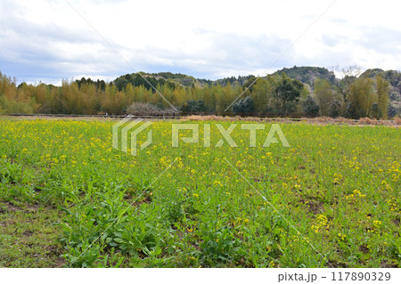 千葉・房総の菜の花 千葉・房総の菜の花 117890329