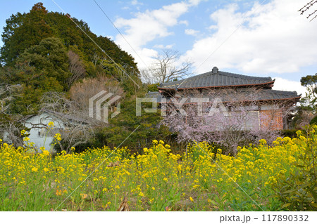 千葉・房総の菜の花 千葉・房総の菜の花 117890332