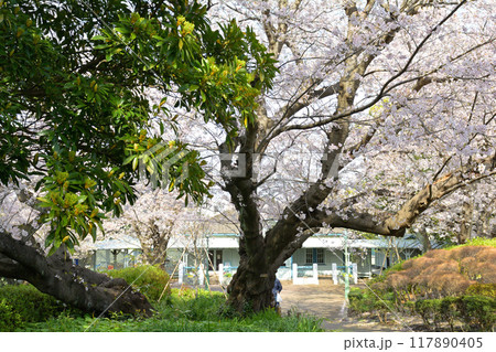 横浜・山手公園 117890405