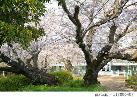 横浜・山手公園 117890407
