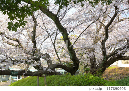横浜・山手公園 横浜・山手公園 117890408