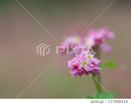 一面のソバ畑の赤蕎麦 117890419