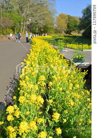 横浜・里山ガーデン 117890709