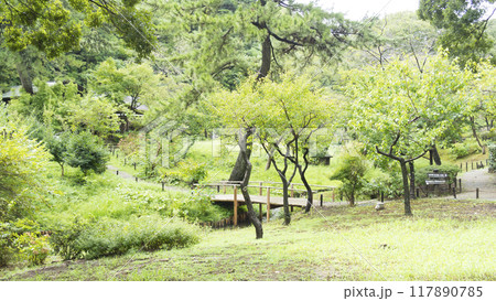 新緑に包まれた横浜市景勝地の三渓園・三渓園　 117890785