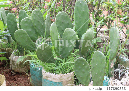 Barbary Fig plant on nursery 117890888