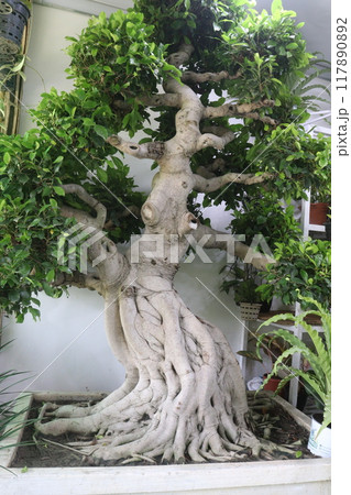 Big Ficus Bonsai plant on pot in nursery Big Ficus Bonsai plant on pot in nursery 117890892