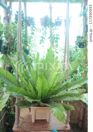 Bird's-nest fern leaf plant on farm Bird's-nest fern leaf plant on farm 117890893