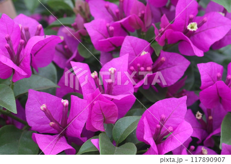 Bougainvillea spectabilis flower plant on farm Bougainvillea spectabilis flower plant on farm 117890907