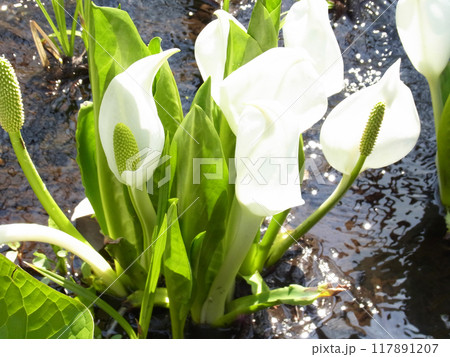 光の中の水芭蕉 光の中の水芭蕉 117891207