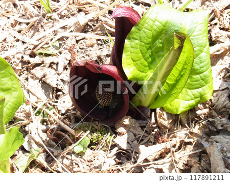 ミズバショウの色違いのような可愛い植物 ミズバショウの色違いのような可愛い植物 117891211
