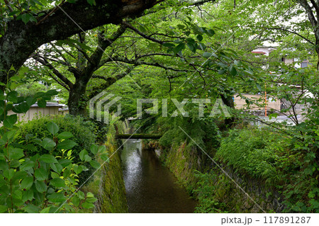 京都・哲学の道 117891287