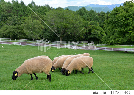 八ヶ岳まきば公園 117891407