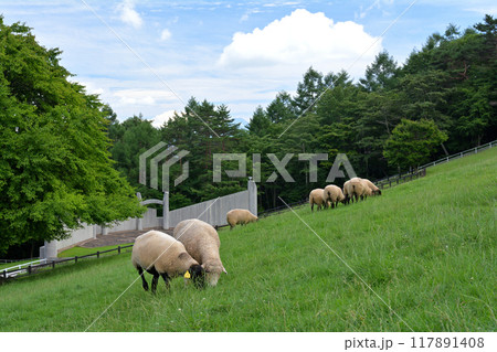 八ヶ岳まきば公園 117891408