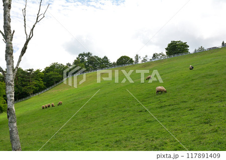 八ヶ岳まきば公園 117891409