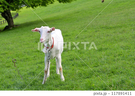 八ヶ岳まきば公園 八ヶ岳まきば公園 117891411