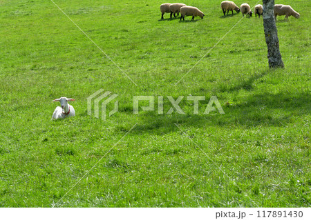 八ヶ岳まきば公園 117891430