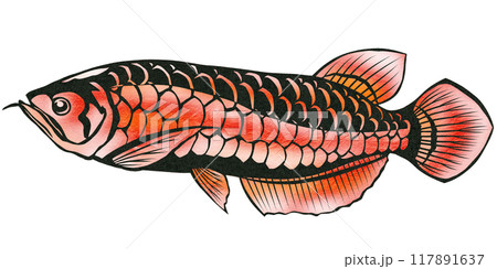 レッドアロワナの切り絵イラスト レッドアロワナの切り絵イラスト 117891637