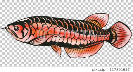 レッドアロワナの切り絵イラスト レッドアロワナの切り絵イラスト 117891637